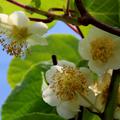 Actinidia chinensis (deliciosa)
