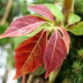 Kleinbl�ttriger Wilder Wein Herbstf�rbung