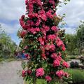 Kletterrose 'Bajazzo', Rose, Rosenbl�te, Rosenstrauch