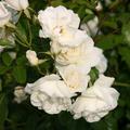 Kletterrose 'Climbing Iceberg'�