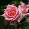 Rose 'Compassion�'