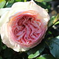  Rose Eden