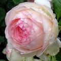 Kletterrose 'Eden Rose 85'� , Rosa