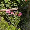 Kletterrose 'Eva�', Rosa Eva�