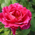 Rose Guy Savoy Bl�te