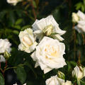 Rose 'Ilse Krohn Superior'�