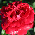 Kletterrose Nahe Glut, Naheglut, Rose, Rot (korr)
