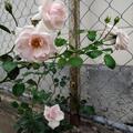 Kletterrose New Dawn , Angenehm duftende Kletterrose mit zartrosa, halb gef�llten Bl�ten