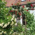 Kletterrose 'Sympathie'�, Wildrosenduft und dunkelrote grosse Bl�ten sind die Eigenschaften dieser Kletterrose aus dem Haus Kordes.
