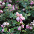 Symphoricarpos doorendosii Amethyst Schneebeere