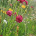 Knautia macedonia