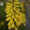 Kniphofia 'Lemon Popsicle' (S)