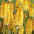 Kniphofia uvaria 'Moonstone', Fackellilie