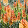 Kniphofia uvaria 'Tawny King', Fackellilie