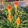 Fackellilie 'Papaya Popsicle, Kniphofia 'Papaya Popsicle' Bl�te