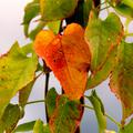 Kn�terich Herbstf�rbung