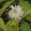Knopfbusch, Cephalanthus occidentalis, Bl�te mit Besuchern