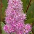 Spiraea billardii 'Triumphans', Kolbenspiere 'Triumphans', Bl�tenstand
