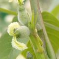 Juglans regia 'Lara', Kompakte Walnuss 'Lara' weibliche Bl�ten