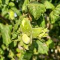 Korkenzieherhasel 'Twister', Corylus avellana Twister