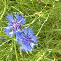 Kornblume, Centaurea cyanus