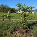 Kornelkirsche 'Tierlibaum', Cornus mas