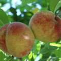 Fr�chte am Baum