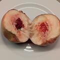 Kr�uselkrankheitstoleranter Pfirsich Franziskus, Prunus persica