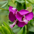 Myrtenbl�ttrige Kreuzblume (Polygala myrtifolia)