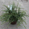 Kriech-Wacholder 'Repanda'