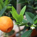 Kucle Frucht reif und orange