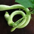 K�rbis, Trompetenk�rbis 'Trombetta di Albenga', Cucurbita moschata 'Trombetta di Albenga'