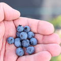 Heidelbeere Hello AGAIN�, Vaccinium x angustifolium Hybride