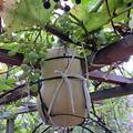 K�rbis, Moschusk�rbis 'Butternut', Cucurbita moschata 'Butternut'