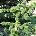 Japanische L�rche - etablierte Pflanze im Garten