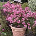 Lagerstroemia 'Petite Pink', Lagerstroemia indica 'Petite Pink'