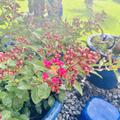 Lagerstroemia indica, Kreppmyrte, Kr�uselmyrte 'Enduring Summer Red