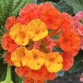 Lantana camara, Rotes Wandelr�schen