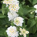Weisses Wandelr�schen