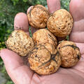 Walnuss 'Lara', Baumnuss, Juglans regia, Ernte, N�sse