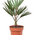 Latania lontaroides, Stamm, im 27cm Topf, H�he 75cm, Breite 40cm