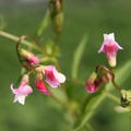Lathyrus vernus 'Rosenelfe'