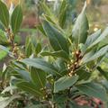 Echter Gew�rzlorbeer (Laurus nobilis) Lubera