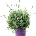 Lavandula dentata, Busch, im 23cm Topf, H�he 55cm, Breite 40cm