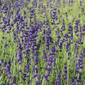Lavandula angustifolia 'Hidcote Blue' 