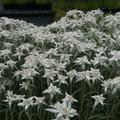 Leontopodium alpinum 'Zugspitze'