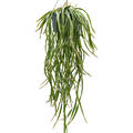 Lepismium cruciforme 'Rojo', Ampel, im 25cm Topf, H�he 50cm, Breite 40cm