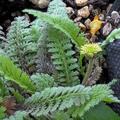 Leptinella squalida, Leptinella squalida