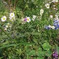 Leucanthemella serotina nach Chelsea Chop, Sp�therbst-Margerite