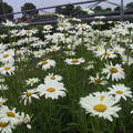 Leucanthemum x superbum 'Polaris'